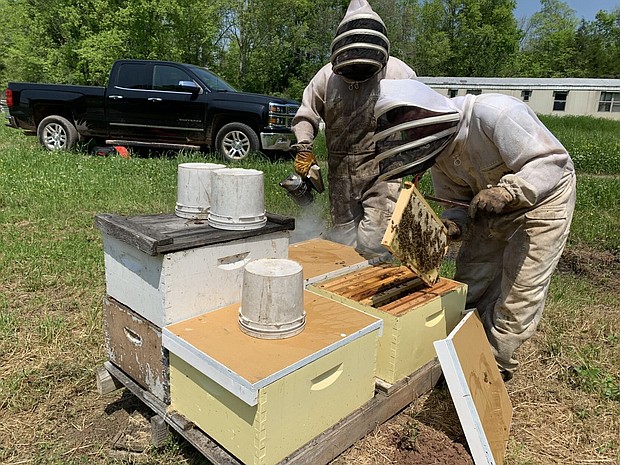 Employees at the bee farm are checking the starter colonies and making sure queens are inside each one.
Mandatory Credit:	KTBS