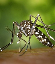 Biting mosquitoes like this Aedes variety prefer different breeding sites and are active at different times throughout a day. (Texas A&M AgriLife photo)