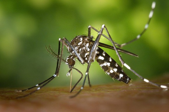 That familiar buzz and bite are signs that mosquito season in Texas is here, according to a Texas A&M AgriLife …