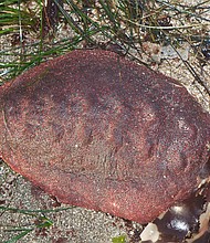 A rare iron mineral has been discovered in the teeth of a living organism for the first time, one that bears the pet name "wandering meatloaf."
Mandatory Credit: From Jerry Kirkhart/Northwestern University