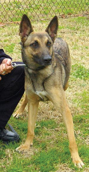 Richmond Police Department K-9 Sara is now retired.