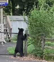 Police and the Pennsylvania Game Commission are on the lookout for one, possibly two bears that have been sposted in Perkasie, Bucks County.
Mandatory Credit:	Perkasie Police Dept./WPVI