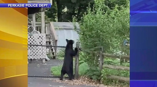Police and the Pennsylvania Game Commission are on the lookout for one, possibly two bears that have been sposted in Perkasie, Bucks County.
Mandatory Credit:	Perkasie Police Dept./WPVI