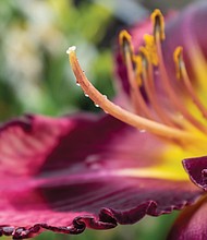 Coloful daylily in the East End