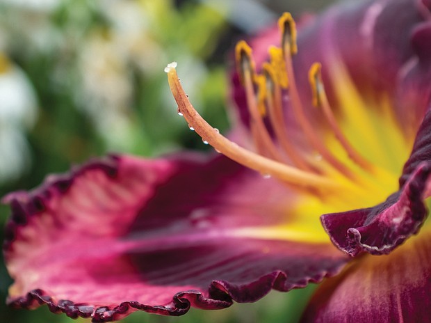 Coloful daylily in the East End
