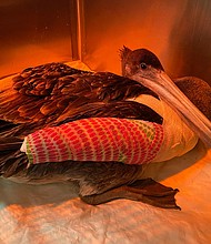 This brown pelican, pictured here after surgery, later died. It is one of the more than 30 brown pelicans severely injured in a string of attacks in California.
Mandatory Credit: Dr. Elizabeth Wood/Wetlands & Widlife Care Center/AP
