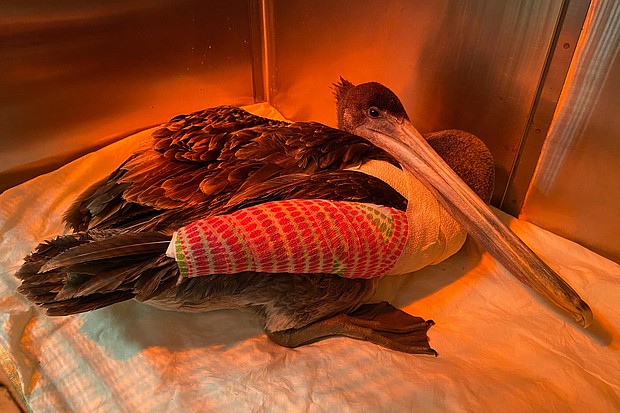 This brown pelican, pictured here after surgery, later died. It is one of the more than 30 brown pelicans severely injured in a string of attacks in California.
Mandatory Credit:	Dr. Elizabeth Wood/Wetlands & Widlife Care Center/AP