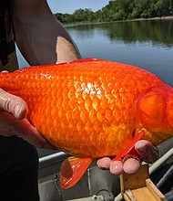 Freed goldfish can grow to the size of a football and contribute to poor water quality by uprooting plants and disturbing the sediment at the bottom of ponds and lakes.
Mandatory Credit:	City of Burnsville