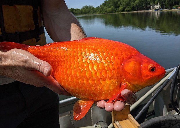 Freed goldfish can grow to the size of a football and contribute to poor water quality by uprooting plants and disturbing the sediment at the bottom of ponds and lakes.
Mandatory Credit:	City of Burnsville
