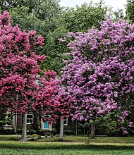 Crepe myrtles in North Side