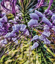 A purple bloom in the West End