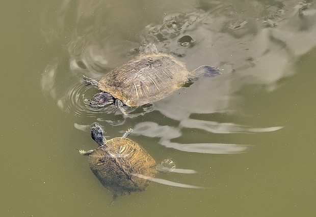 Turtles at Three Lakes Park in Henrico