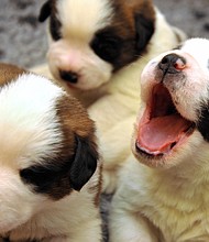 Dog ownership is associated with good health.
Mandatory Credit:	Getty Images