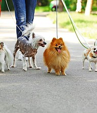 The biggest advantage of a dog walking business for someone who loves animals is that you get to do what you like and it works.