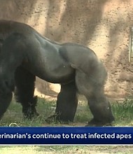 Three apes have died at the Albuquerque BioPark from a bacterial infection.
Mandatory Credit:	KOAT