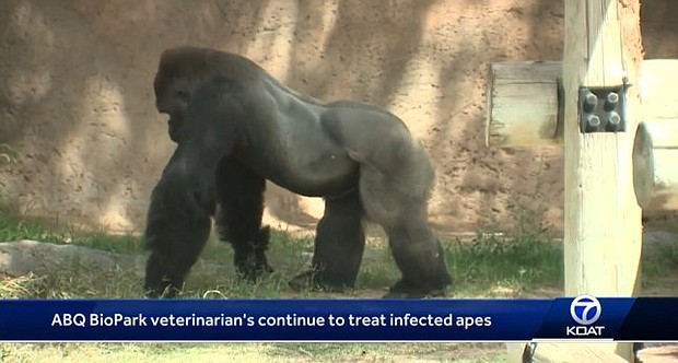 Three apes have died at the Albuquerque BioPark from a bacterial infection.
Mandatory Credit:	KOAT