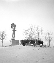 A livestock watering hole almost completely covered by shifting topsoil, in Cimarron County, Oklahoma, in the Dust Bowl year of 1936.
Mandatory Credit: Universal History Archive/Universal Images Group/Getty Images