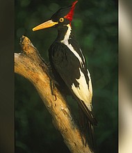 The ivory-billed woodpecker, seen here as a mounted specimen, was last sighted in the 1980s in Louisiana.
Mandatory Credit:	Auscape/Universal Images Group via Getty Images