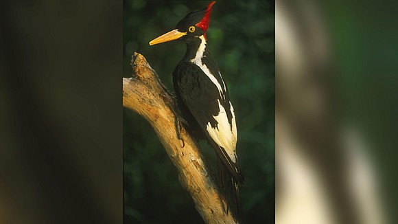 The ivory-billed woodpecker, along with 22 other species of birds, fish, mussels and other wildlife, is set to be declared …