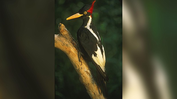 The ivory-billed woodpecker, seen here as a mounted specimen, was last sighted in the 1980s in Louisiana.
Mandatory Credit: Auscape/Universal Images Group via Getty Images