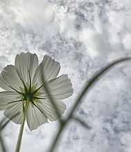 A cosmos in the West End