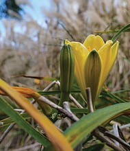 Crocus and ornamental grass in North Side