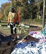 Kingston Henderson, 4, gets a lesson in gardening from his great- grandmother, Pauline Wheeler, 99, and his grandfather, Harris Wheeler, 70, a retired horticulture teacher with Richmond Public Schools. She shows Kingston the tender young collards and instructs him how to plant them in the rich soil tilled by his grandfather. Collards, turnip greens and onions are Mrs. Wheeler’s favorite things to grow in the winter garden behind her North Side home.