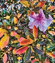 Fall azalea in Downtown