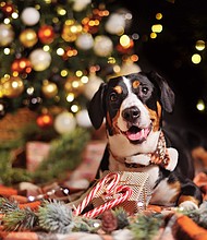 Don't move your dog's bed for the Christmas tree.
Mandatory Credit:	Adobe Stock