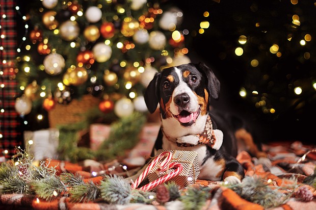 Don't move your dog's bed for the Christmas tree.
Mandatory Credit:	Adobe Stock