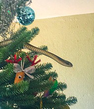 The boomslang snake was hiding in a family's Christmas tree in the Western Cape, South Africa.
Mandatory Credit:	Gerrie HeynsThe boomslang snake was hiding in a family's Christmas tree in the Western Cape, South Africa.
Mandatory Credit:	Gerrie Heyns