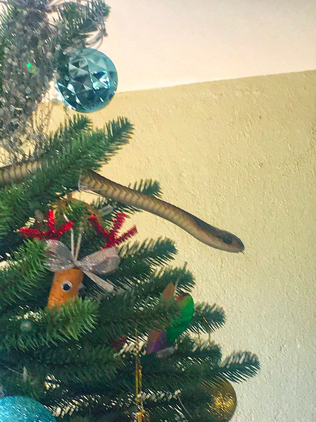 The boomslang snake was hiding in a family's Christmas tree in the Western Cape, South Africa.
Mandatory Credit:	Gerrie HeynsThe boomslang snake was hiding in a family's Christmas tree in the Western Cape, South Africa.
Mandatory Credit:	Gerrie Heyns