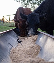 A CNN analysis of recent data from the agency found that more farmers of color, especially Black and Asian farmers, have been rejected for loans while the agency approved more loans for White farmers, and pictured, the cattle rig at the Steans' family farm in Luling, Texas.
Mandatory Credit:	Nitashia Johnson for CNN