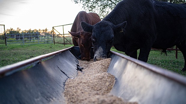 A CNN analysis of recent data from the agency found that more farmers of color, especially Black and Asian farmers, have been rejected for loans while the agency approved more loans for White farmers, and pictured, the cattle rig at the Steans' family farm in Luling, Texas.
Mandatory Credit:	Nitashia Johnson for CNN