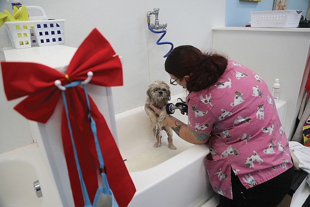 Groomer Willow Martinez-Edwards gives Duke, a regular spa-goer, a relaxing bath.