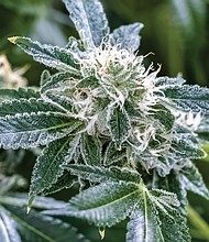 A marijuana plant being grown at the Green Leaf Medical facility in South Side has reached the flowering stage, producing tiny crystals called tricomes that are harvested for medicinal oils THC and CBD. The facility was the second medical marijuana dispensary to open in the state.