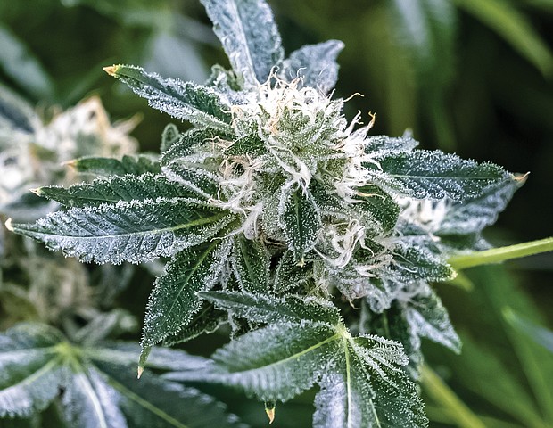 A marijuana plant being grown at the Green Leaf Medical facility in South Side has reached the flowering stage, producing tiny crystals called tricomes that are harvested for medicinal oils THC and CBD. The facility was the second medical marijuana dispensary to open in the state.