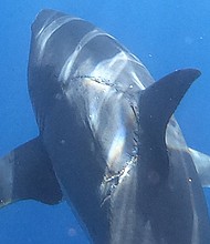 This photographer took a photo of a great white shark with a mysterious bite mark on its side.
Mandatory Credit:	@jalilnajafov