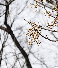 Winter berries in Richmond