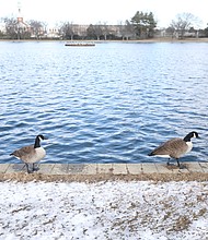 Two feathered friends enjoy some quiet time around Fountain Lake in Richmond’s Byrd Park on a recent Saturday afternoon.