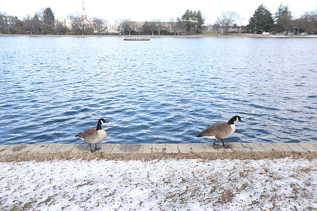 Two feathered friends enjoy some quiet time around Fountain Lake in Richmond’s Byrd Park on a recent Saturday afternoon.