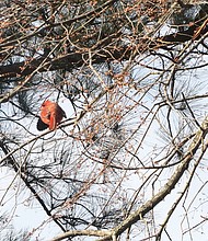 Cardinal sunbathes on North Side