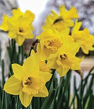 Daffodils in North Side