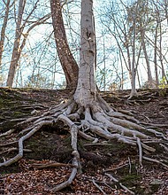 Roots in Forest Hill Park