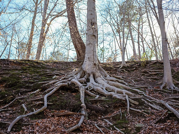 Roots in Forest Hill Park