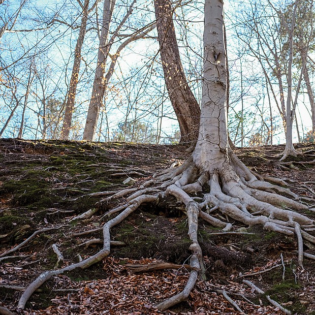 Roots in Forest Hill Park