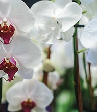 The north wing of the Conservatory also was filled with orchids, including varieties such as phalaenopsis, the white ones seen here, and cymbidium orchids, the yellow ones, commonly used for Easter corsages.