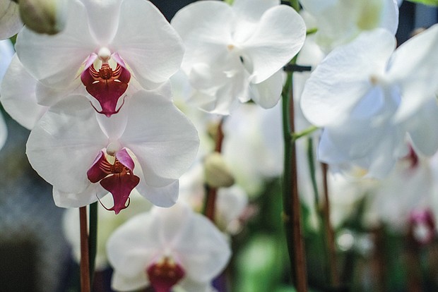 The north wing of the Conservatory also was filled with orchids, including varieties such as phalaenopsis, the white ones seen here, and cymbidium orchids, the yellow ones, commonly used for Easter corsages.