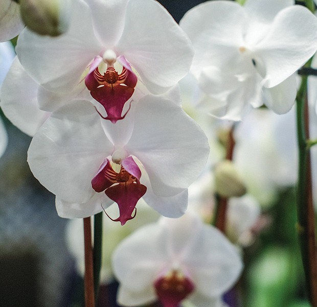 The north wing of the Conservatory also was filled with orchids, including varieties such as phalaenopsis, the white ones seen here, and cymbidium orchids, the yellow ones, commonly used for Easter corsages.