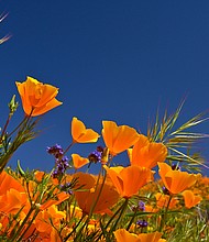 A 'super bloom' of wild flowers blankets the hills of Walker Canyon in Lake Elsinore, California, in March 2019.
Mandatory Credit:	Matt Patterson/AP